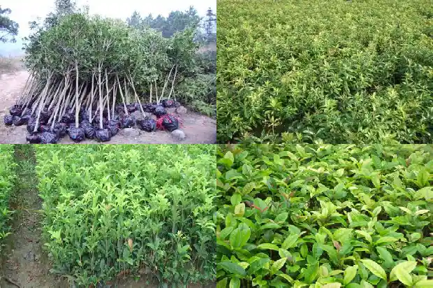 10月开的桂花是什么品种的花1683851272649