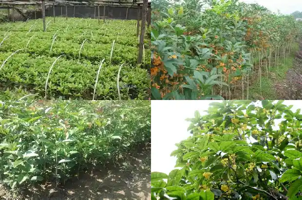 10月开的桂花是什么品种的桂花呢1683851318759