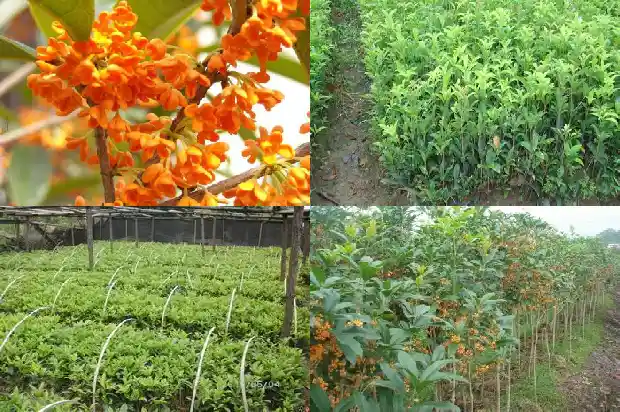 10月开的桂花是什么品种的桂花呢1683851318806