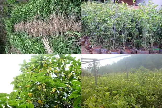 10月开的桂花是什么品种的桂花呢1683851318853