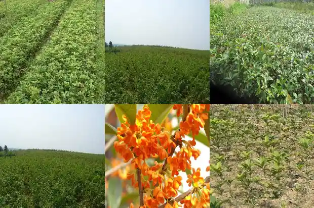 十月桂花是什么品种1683851354603
