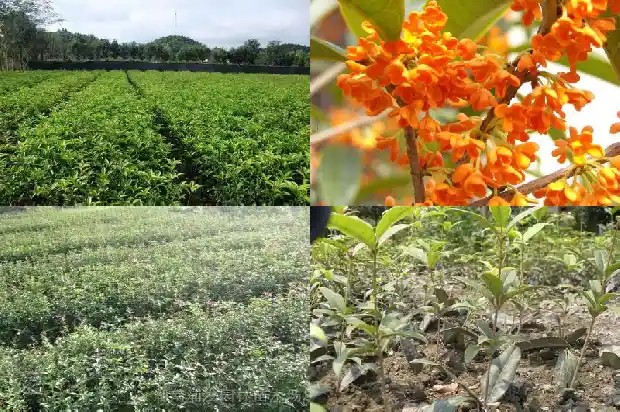10月份的桂花长什么样1683851388325