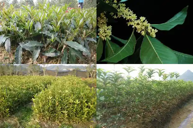 十月开花的桂花是什么品种的1683851416133