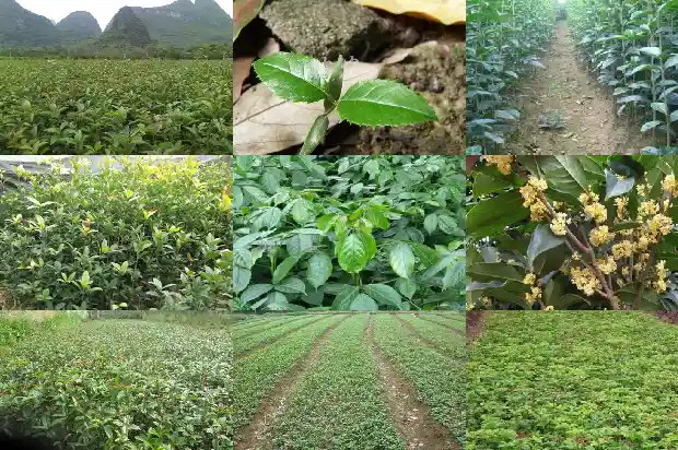 桂花怎么样保存才能留住香味1688435830096