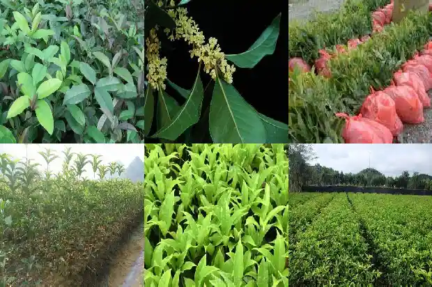 十月开花的桂花是什么品种的1683851416276
