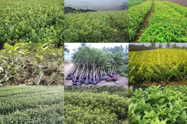 十月开的桂花种类有哪些1683851443568