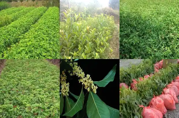 十二公分桂花树能卖多少钱1690418073579