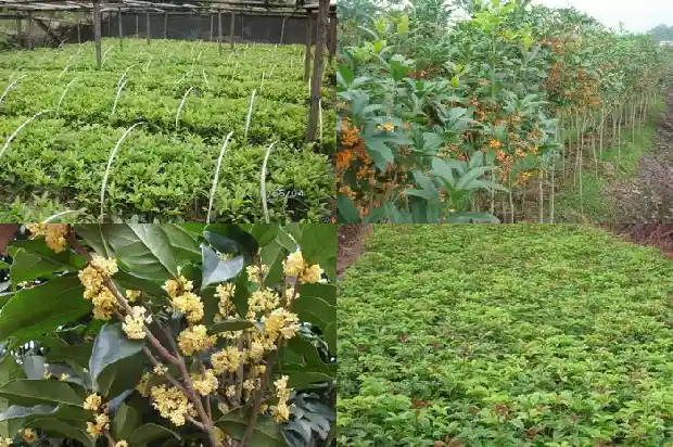 冬天开花的桂花是啥品种啊1683851534039