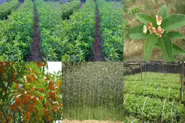 冬天开花的桂花是啥品种啊1683851534087