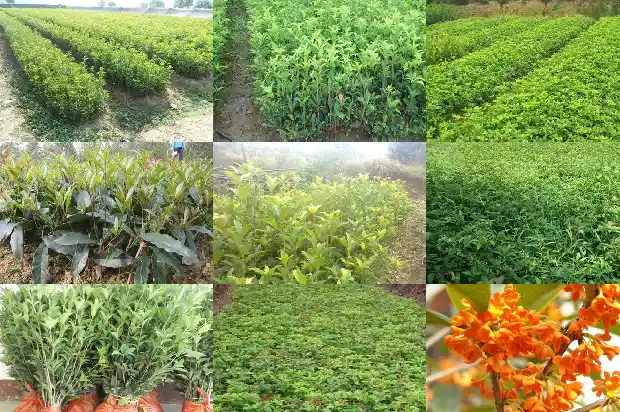 冬天开花的桂花是啥品种啊1683851534135