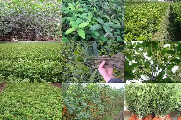 冬天开花的桂花是啥品种啊1683851534183