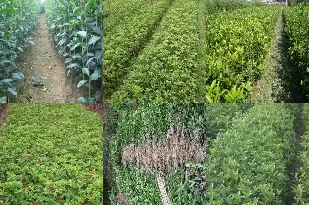 10月份的桂花是哪种品种1683851568641