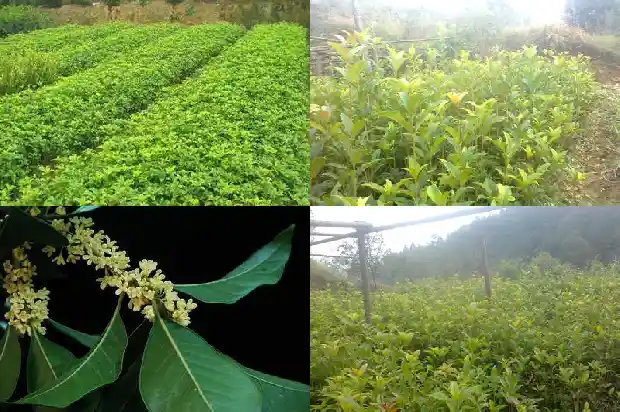 10月份的桂花是哪种品种1683851568689