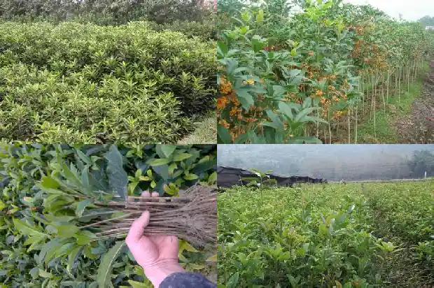 10月份的桂花是哪种品种1683851568784
