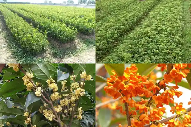 10月份的桂花是哪种桂花1683851595911