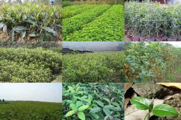 10月份的桂花是哪种桂花1683851595959