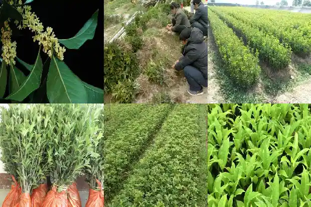 十一月份的桂花1683851627925