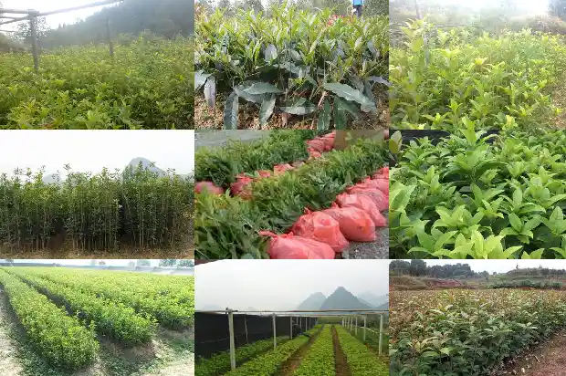 10月开花的桂花是什么桂花呢1683851659884