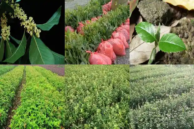 10月开花的桂花是什么桂花呢1683851659931