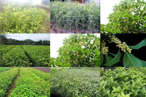 10月开花的桂花是什么桂花呢1683851659978