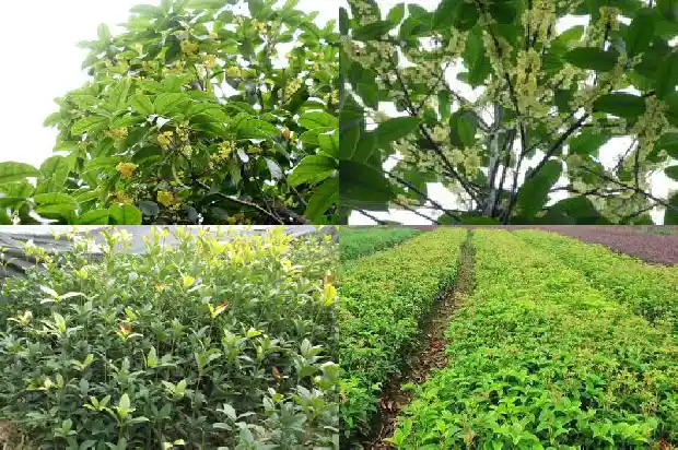 桂花十月份开是什么桂1683851692073