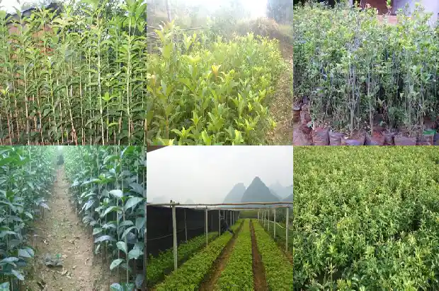 桂花十月份开是什么桂1683851692121