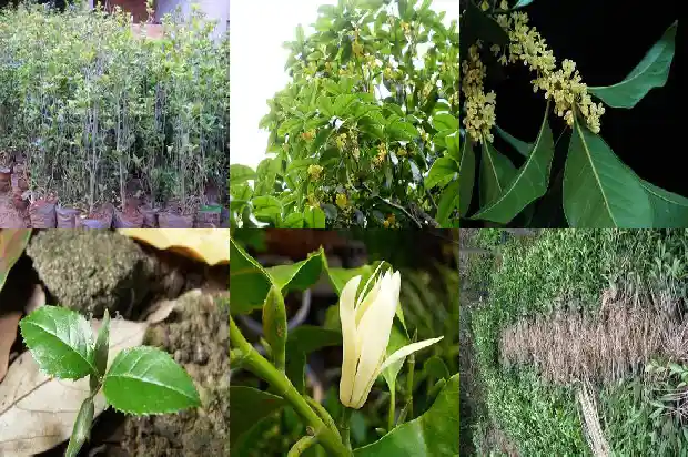 九月份开的桂花叫什么桂1683851719694
