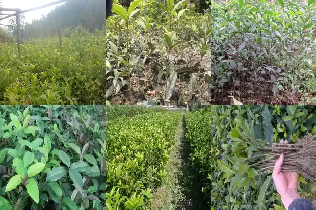 九月份开的桂花叫什么桂1683851719741