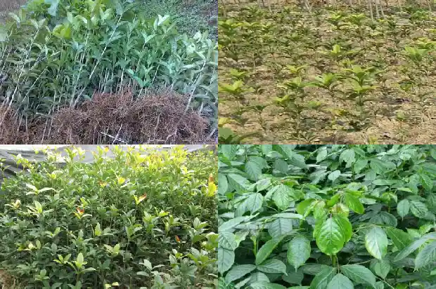 10月开花的桂花树品种1683851746976