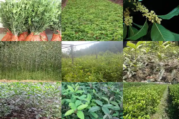 10月开花的桂花树品种1683851747070
