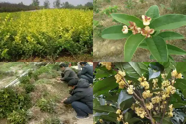 桂花树种在什么地方好呢1683851806328