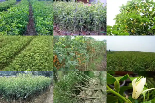 桂花树种在什么地方好呢1683851806422