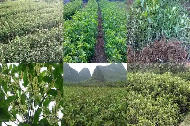 桂花树种在什么地方好呢1683851806469