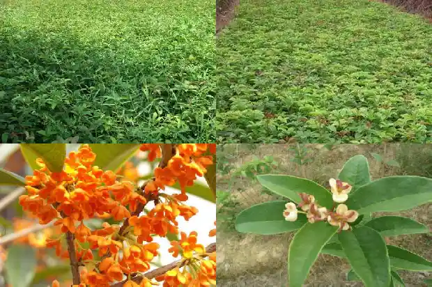 桂花树种在什么地方好活1683851841175