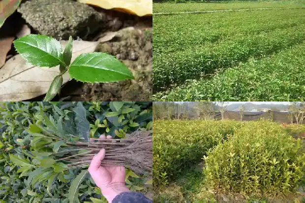 桂花树种在什么地方好活1683851841221