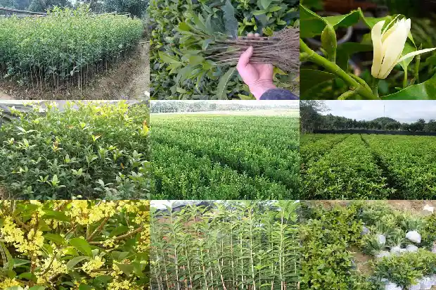 桂花树种在什么地方好活1683851841268