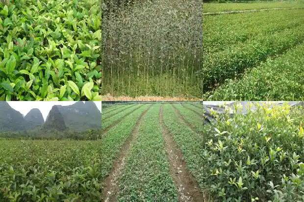 阳台上可以种桂花树吗1689986027166