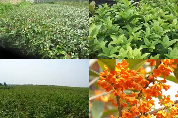 什么是日香桂花1688693005663
