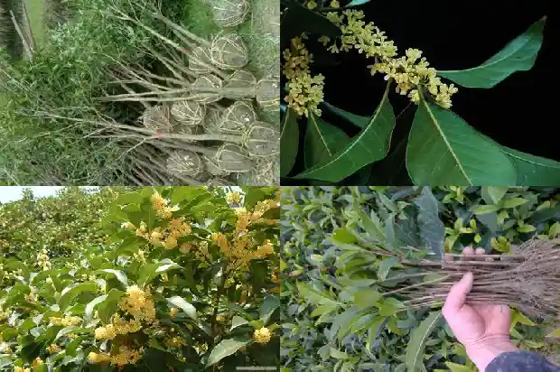 八月桂花树价格表最新行情走势分析1683851899615