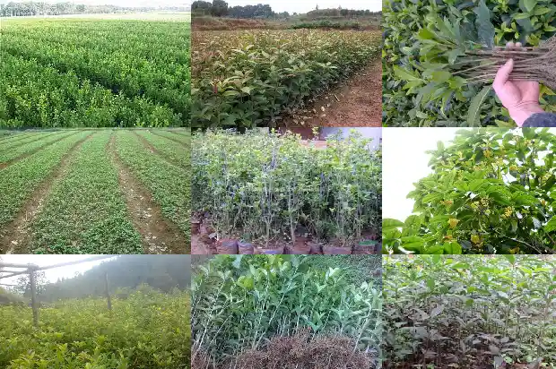 八月桂花树价格表最新行情走势分析1683851899663