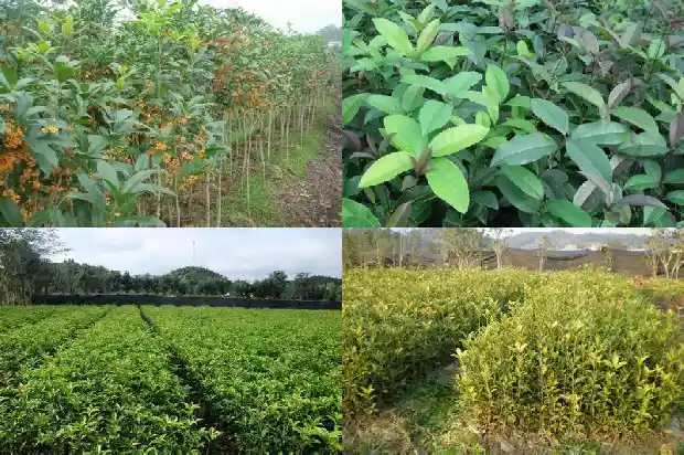 桂花树苗市场价格多少钱一株呢1683851929736