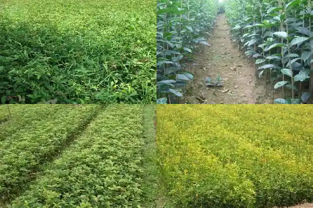桂花树苗市场价格多少钱一株呢1683851929831