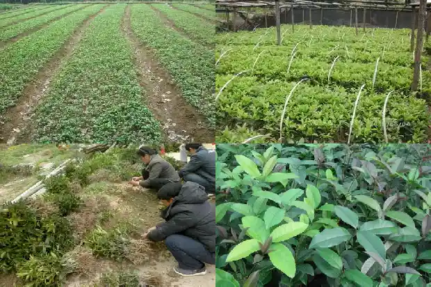 桂花开了的句子有哪些1688793136873