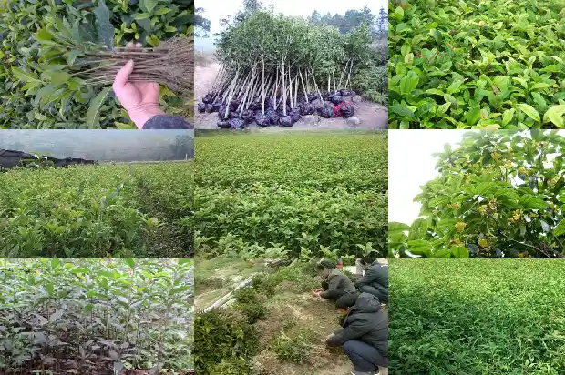 1公分桂花树苗价格多少钱一颗1683851992194