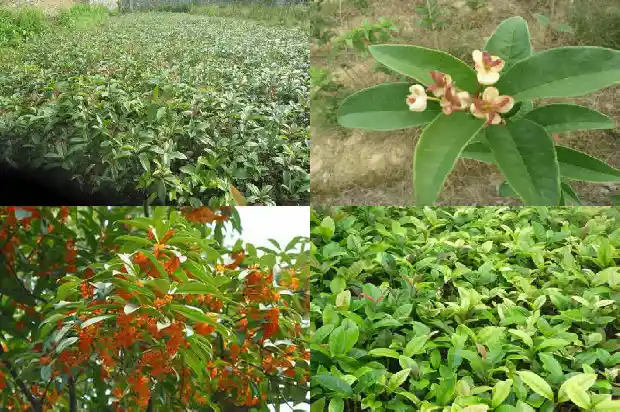 1公分桂花树苗价格多少钱一颗1683851992241
