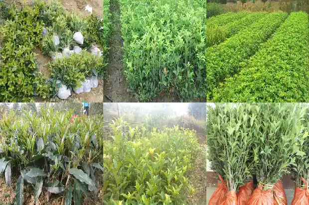 1公分桂花树苗价格多少钱一颗1683851992289
