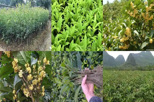 桂花小树苗价格多少钱一株呢1683852020353