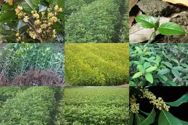 桂花树苗报价表格下载软件1683852052258