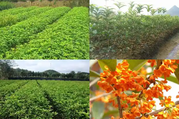 桂花树苗报价表格下载软件1683852052402