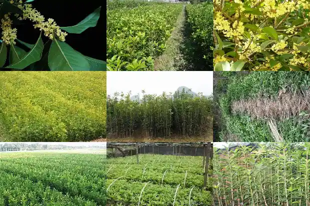 大桂花树什么季节种最好1683852084708
